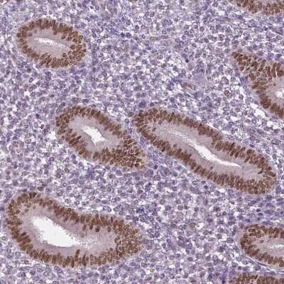 Immunohistochemistry-Paraffin: DLX5 Antibody [NBP1-85793]