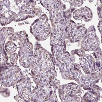 Immunohistochemistry-Paraffin: DLX5 Antibody [NBP1-85793]