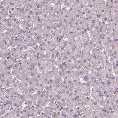 Immunohistochemistry-Paraffin: DLX5 Antibody [NBP1-85793]