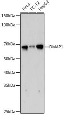 Western Blot: DMAP1 Antibody (5Z8C8) [NBP3-15740]