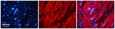 Immunohistochemistry-Paraffin: DMAP1 Antibody [NBP2-87276]