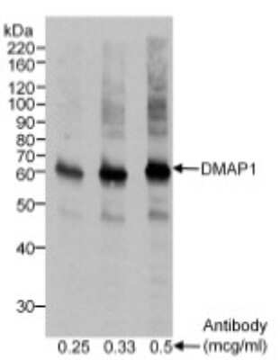 Western Blot: DMAP1 Antibody [NB100-256]