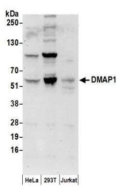 Western Blot: DMAP1 Antibody [NB100-256]