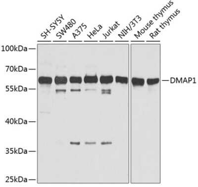 Western Blot: DMAP1 AntibodyBSA Free [NBP2-92769]