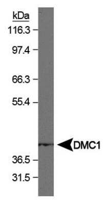 Western Blot: DMC1 Antibody (1D12/4) [NB100-181]