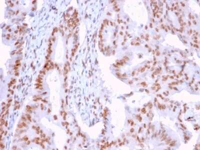 Immunohistochemistry-Paraffin: DMC1 Antibody (2H12/4) - Azide and BSA Free [NBP3-08832]