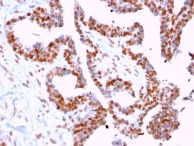 Immunohistochemistry-Paraffin: DMC1 Antibody (2H12/4) - Azide and BSA Free [NBP3-08832]