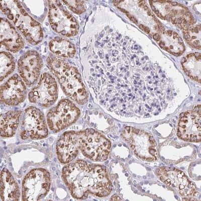 Immunohistochemistry-Paraffin: DMGDH Antibody [NBP1-86289]