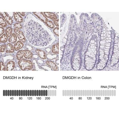 Immunohistochemistry-Paraffin: DMGDH Antibody [NBP1-86289]