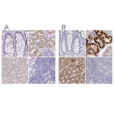 Immunohistochemistry-Paraffin: DMGDH Antibody [NBP1-86289]