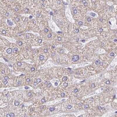 Immunohistochemistry-Paraffin: DMGDH Antibody [NBP1-86289]