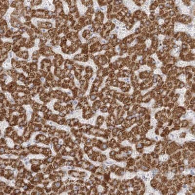 Immunohistochemistry-Paraffin: DMGDH Antibody [NBP2-32666]