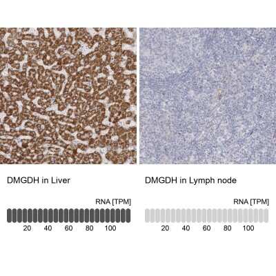 Immunohistochemistry-Paraffin: DMGDH Antibody [NBP2-32666]