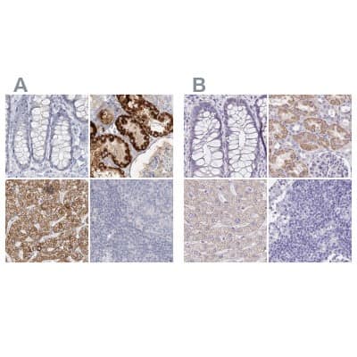 Immunohistochemistry-Paraffin: DMGDH Antibody [NBP2-32666]