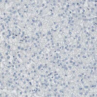 Immunohistochemistry-Paraffin: DMPK Antibody [NBP1-85011]