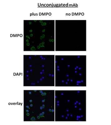 Immunocytochemistry/ Immunofluorescence: DMPO Nitrone Adduct Antibody (N1664A) [NBP2-59306]