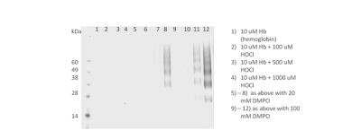 Western Blot: DMPO Nitrone Adduct Antibody (N1664A) [NBP2-59306]
