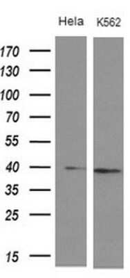 Western Blot: DMRT1 Antibody (OTI1G10)Azide and BSA Free [NBP2-70582]