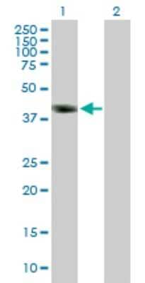 Western Blot: DMRT1 Antibody [H00001761-B01P]