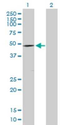 Western Blot: DMRT1 Antibody [H00001761-D01P]