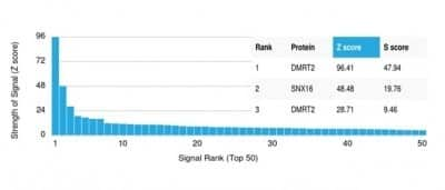 Protein Array: DMRT2 Antibody (PCRP-DMRT2-1B11) - Azide and BSA Free [NBP3-14270]