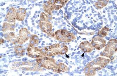 Immunohistochemistry-Paraffin: DMRTA2 Antibody [NBP1-80019]