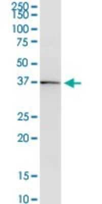 Western Blot: DMRTB1 Antibody [H00063948-B02P]