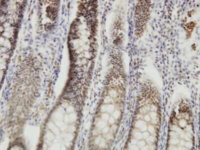 Immunohistochemistry-Paraffin: DMTF1 Antibody (5C6) [H00009988-M03]