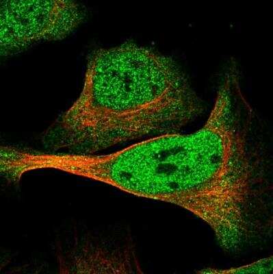 Immunocytochemistry/ Immunofluorescence: DMTF1 Antibody [NBP1-84073]