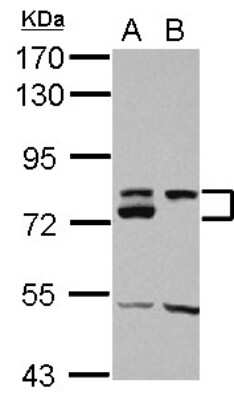 Western Blot: DMTF1 Antibody [NBP2-16180]