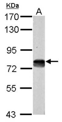 Western Blot: DMTF1 Antibody [NBP2-16180]