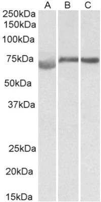 Western Blot: DMTF1 Antibody [NBP2-26208]