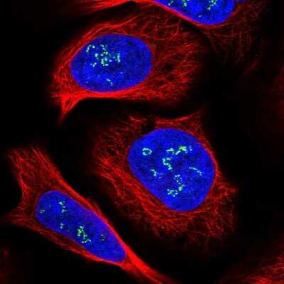 Immunocytochemistry/ Immunofluorescence: DMXL1 Antibody [NBP1-90998]