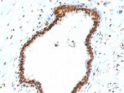 Immunohistochemistry-Paraffin: DNA Antibody (121-3) - Azide and BSA Free [NBP2-78054]