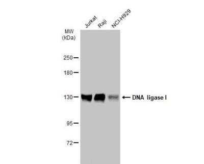 Western Blot: DNA Ligase I Antibody (10H5) [NB100-119]