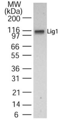 Western Blot: DNA Ligase I Antibody [NB100-56635]