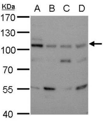 Western Blot: DNA Ligase III Antibody (1F3) [NBP1-41190]