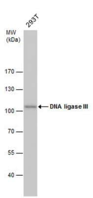 Western Blot: DNA Ligase III Antibody (1F3) [NBP1-41190]