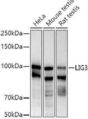 Western Blot: DNA Ligase III AntibodyAzide and BSA Free [NBP2-92719]