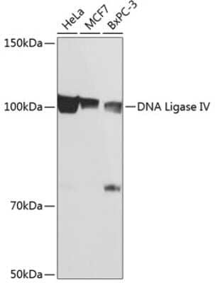 Western Blot: DNA Ligase IV Antibody (2T6J2) [NBP3-15379]