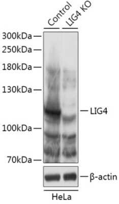 Knockout Validated: DNA Ligase IV Antibody - Azide and BSA Free [NBP3-03776]