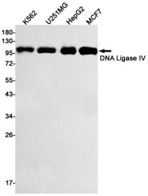 Western Blot: DNA Ligase IV Antibody (S08-3B4) [NBP3-14926]