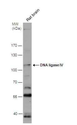 Western Blot: DNA Ligase IV Antibody [NBP2-16182]