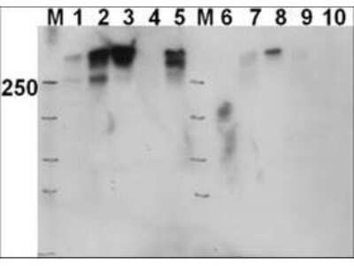 Western Blot: DNA-PKcs [p Thr2609] Antibody [NB600-897]