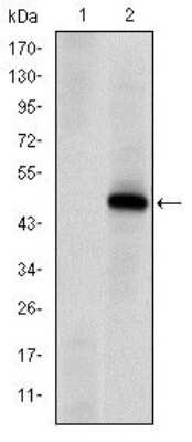 Western Blot: DNA-PKcs Antibody (3H6)BSA Free [NBP2-22128]