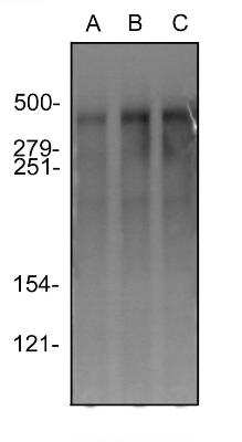 Western Blot: DNA-PKcs Antibody (3H6)BSA Free [NBP2-22128]