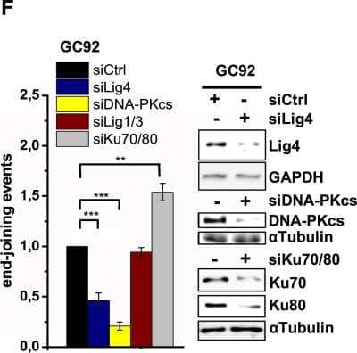 Knockdown Validated: DNA-PKcs Antibody [NB100-658]