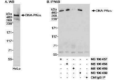 Western Blot: DNA-PKcs Antibody [NB100-657]