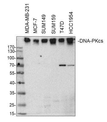 Western Blot: DNA-PKcs Antibody [NB100-657]