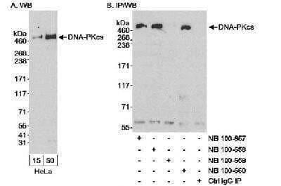 Western Blot: DNA-PKcs Antibody [NB100-658]